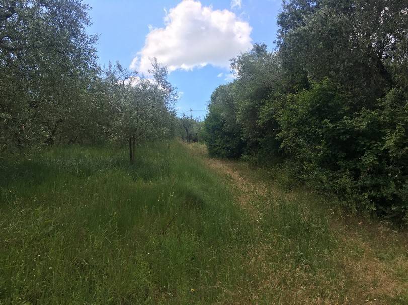 Terreno a Piegaro in Vocabolo Arcisa - Foto 3