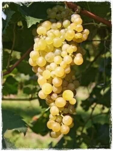 Terreno a Conegliano in costa alta - Foto 3