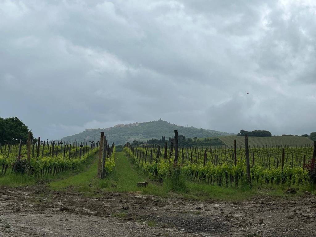 Immobile a Montalcino in Montalcino - Foto 3