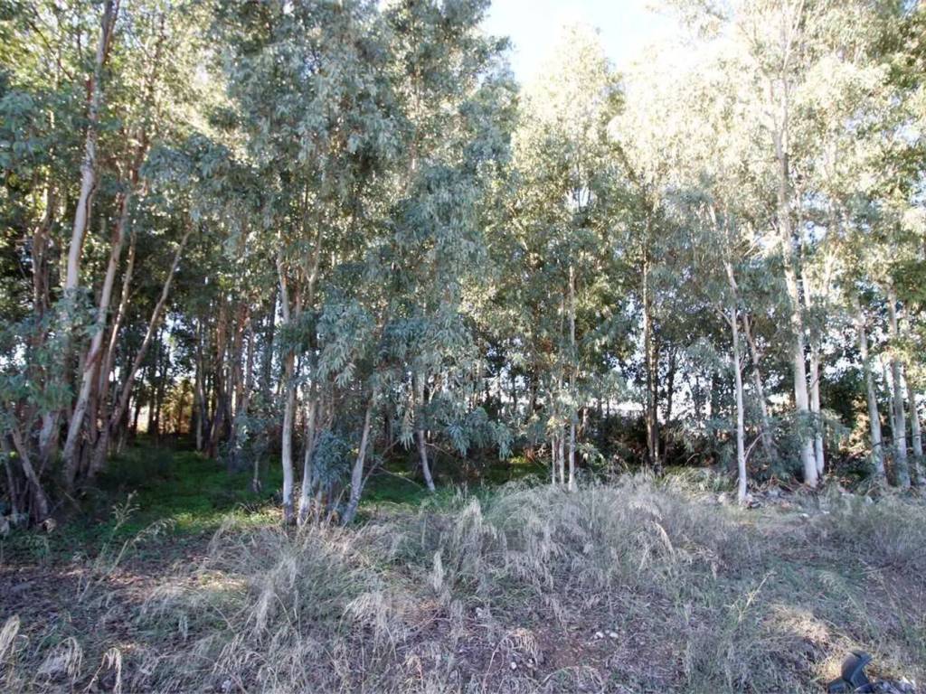 Terreno a Assemini - Foto 4