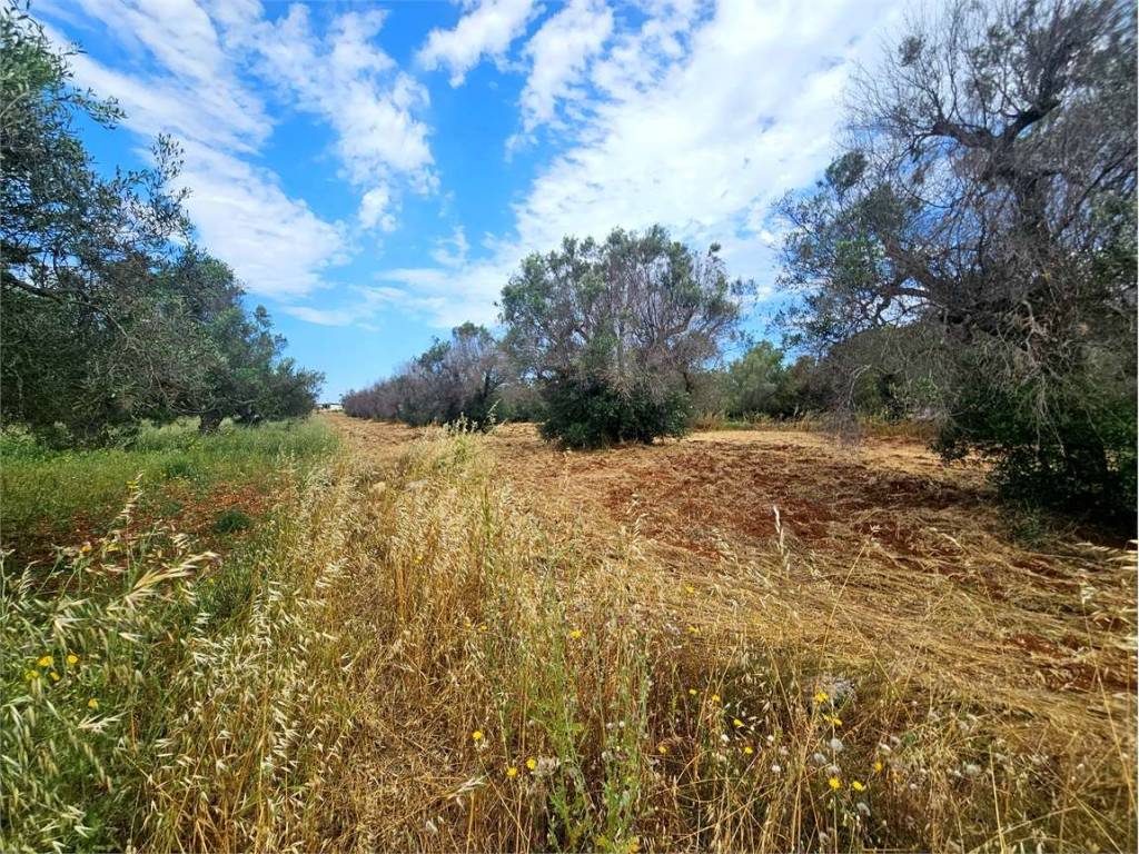Terreno a Carovigno - Foto 4