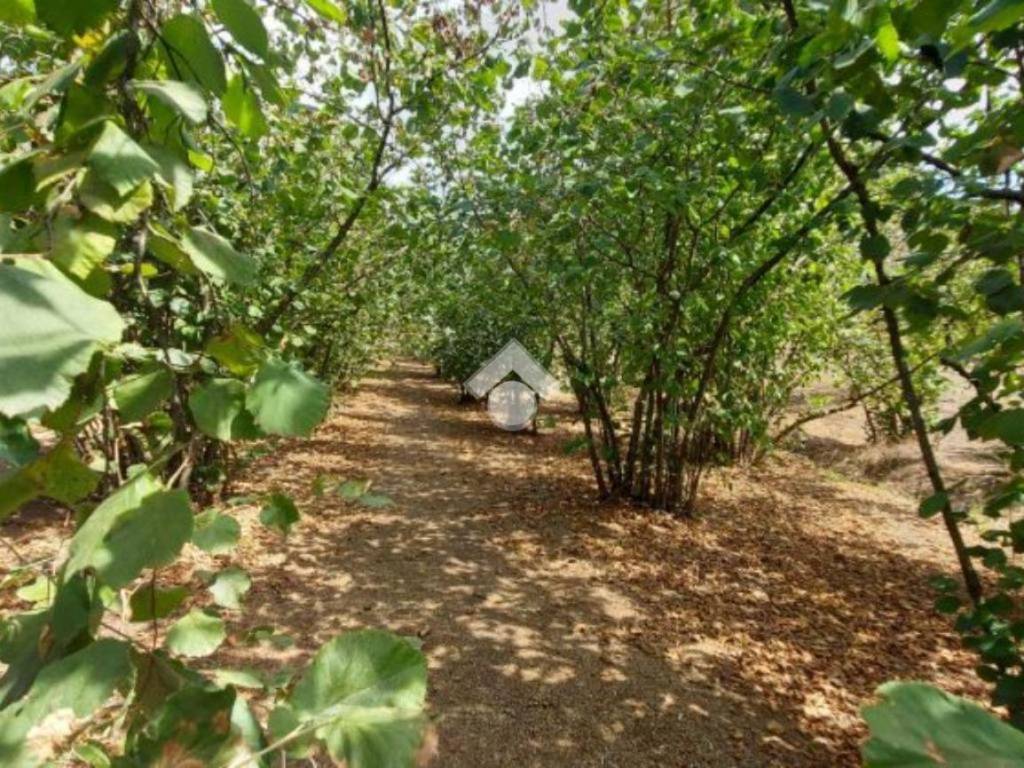 Terreno a Mercogliano in Località serroni - Foto 4