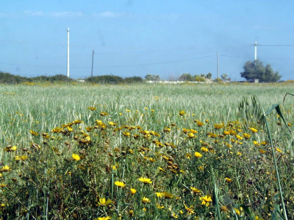 Terreno a Ragusa in Strada per Ragusa - Foto 4