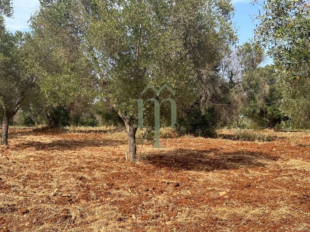Terreno a Carovigno in zona spadalisco - Foto 2