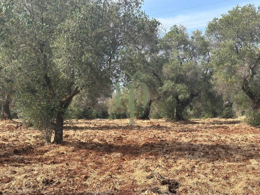 Terreno a Carovigno in zona spadalisco - Foto 3