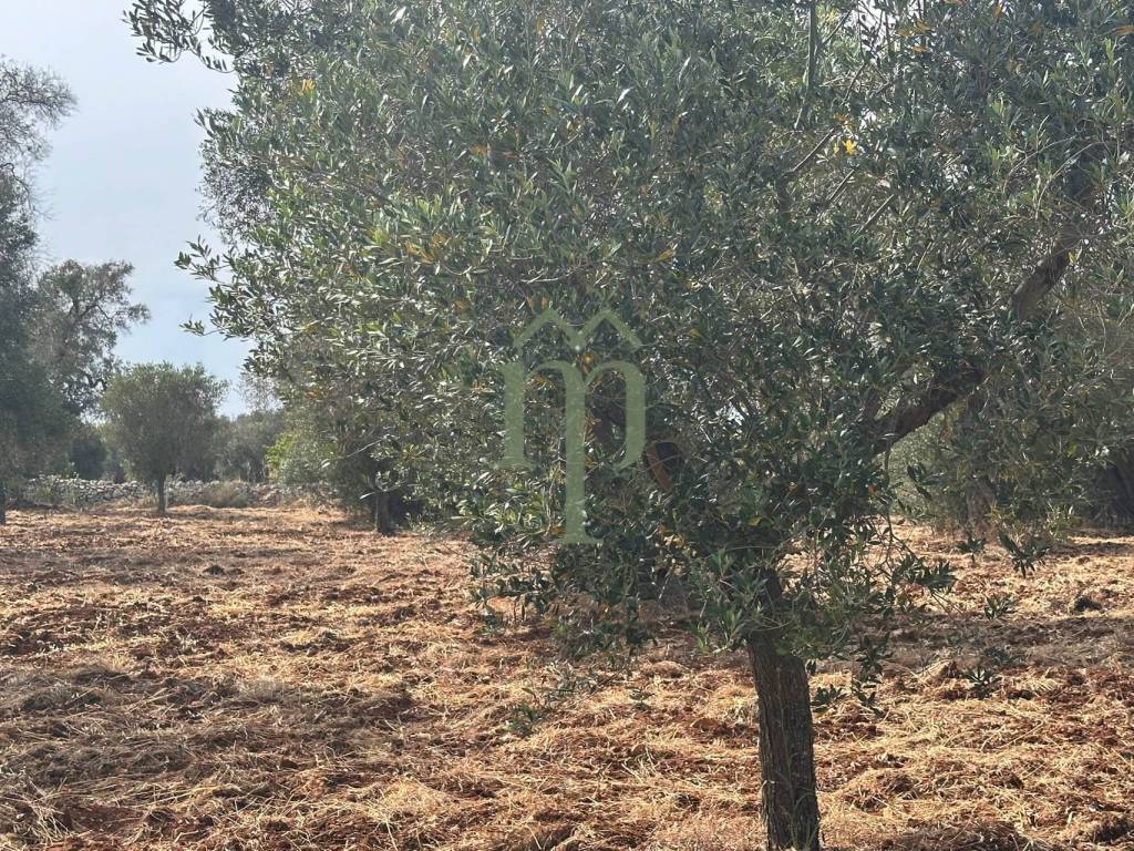 Terreno a Carovigno in zona spadalisco - Foto 4