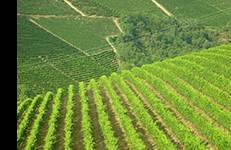 Terreno a Serralunga d'alba - Foto 4