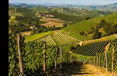 Terreno a Monforte d'alba - Foto 4