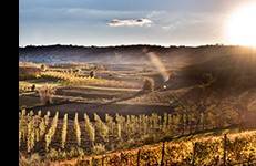 Terreno a Monforte d'alba - Foto 5