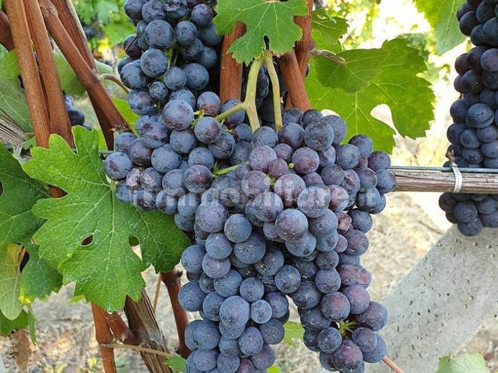 Terreno a Monforte d'alba - Foto 2