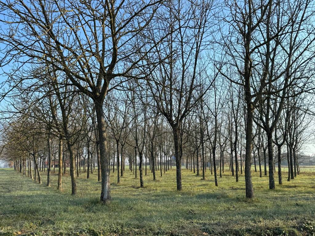Terreno a Castrocielo in Via Pozzo Comune - Foto 3