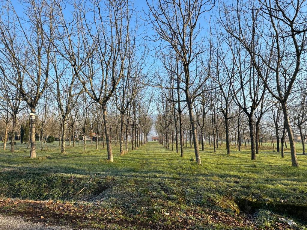 Terreno a Castrocielo in Via Pozzo Comune - Foto 4