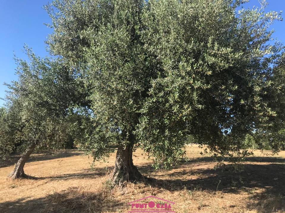 Rustico / casale a Ostuni in Ostuni - Foto 2