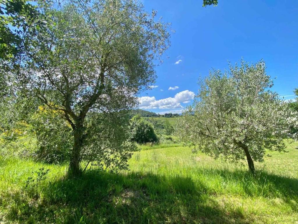Rustico / casale a Urbino - Foto 3