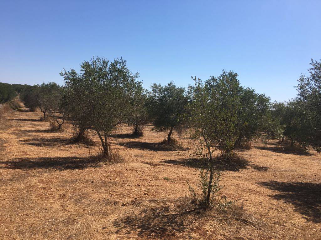 Terreno a Tricase - Foto 2