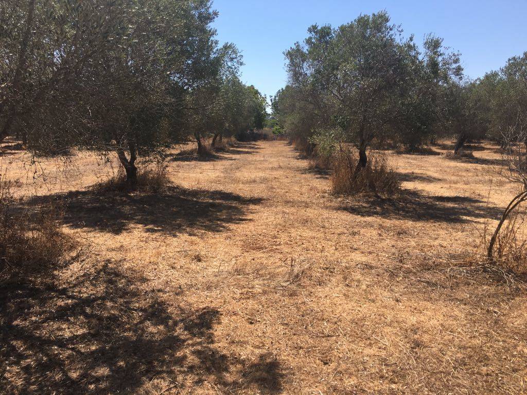 Terreno a Tricase - Foto 3