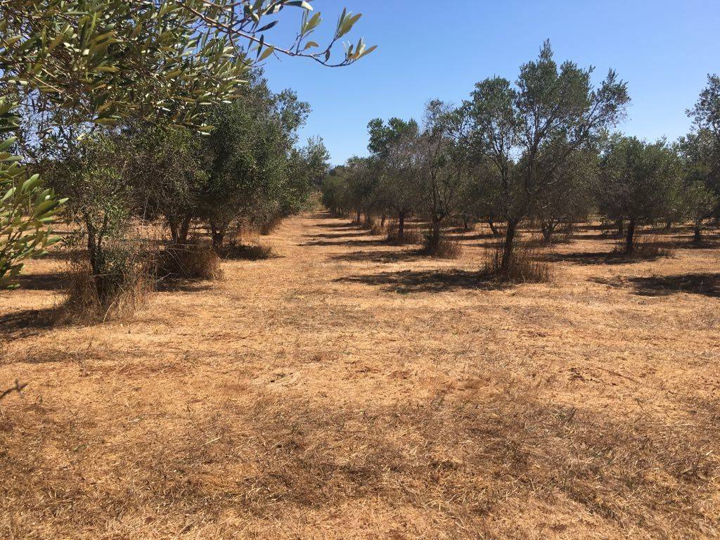 Terreno a Tricase - Foto 4