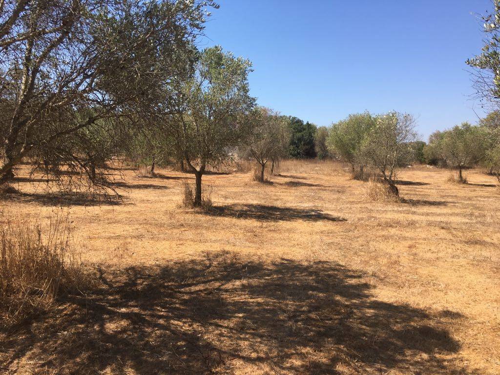 Terreno a Tricase - Foto 5