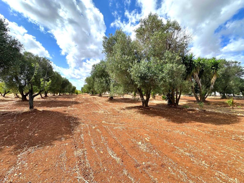 Rustico / casale a Carovigno in SS16 - Foto 5