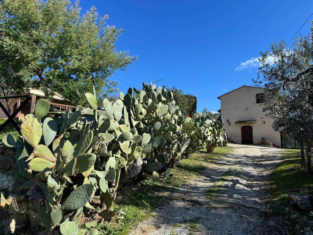 Rustico / casale a Campiglia marittima - Foto 5