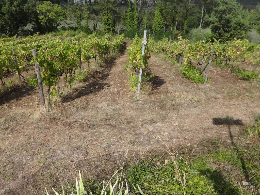 Terreno a Carmignano - Foto 2