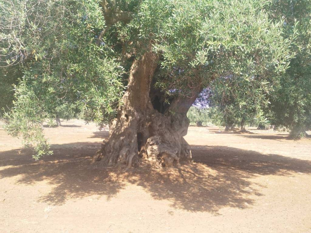 Terreno a Carovigno - Foto 2