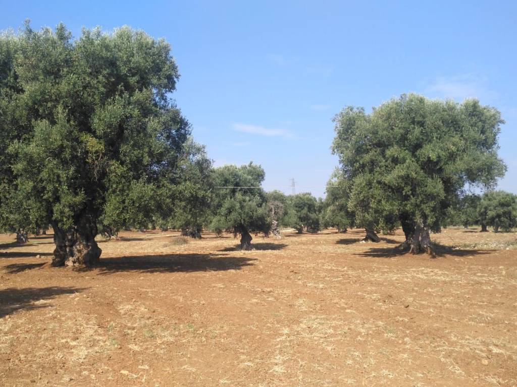 Terreno a Carovigno - Foto 3