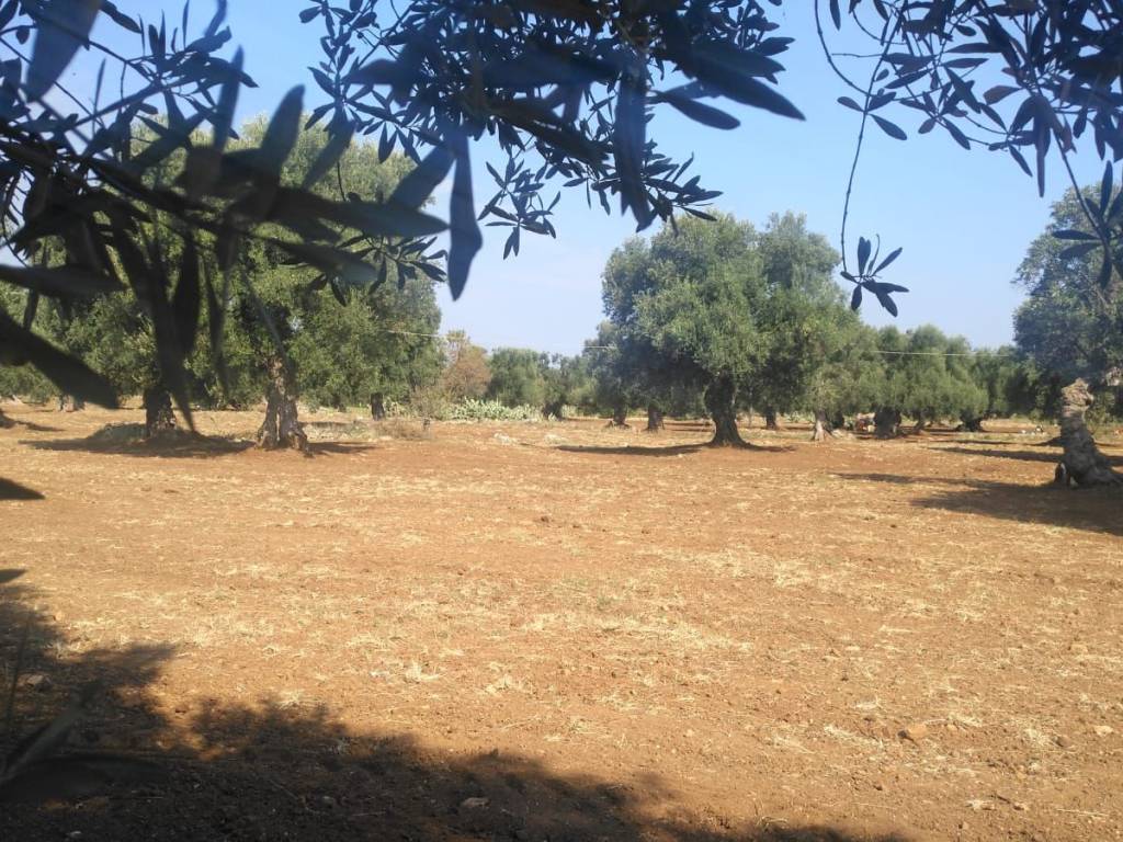 Terreno a Carovigno - Foto 4