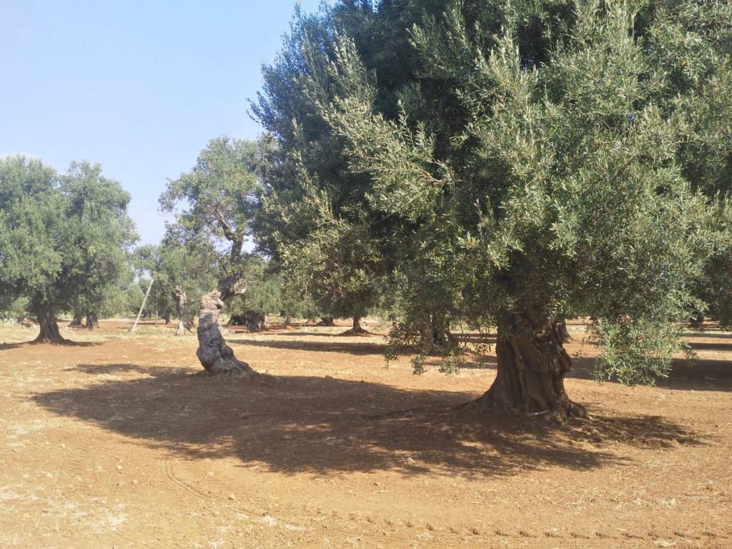 Terreno a Carovigno - Foto 5