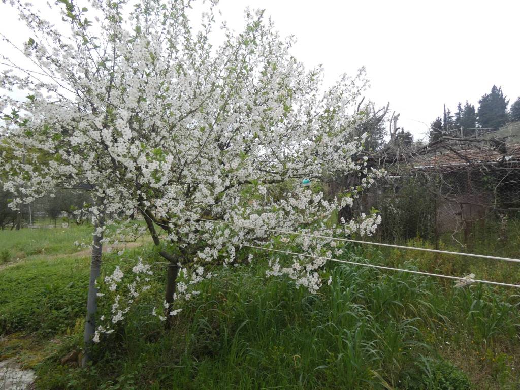 Villa a Jesi - Foto 4