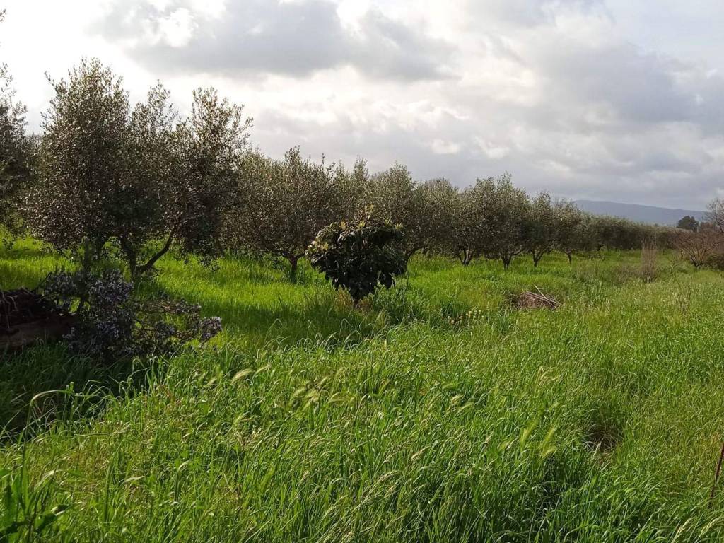 Rustico / casale a Scarlino - Foto 3