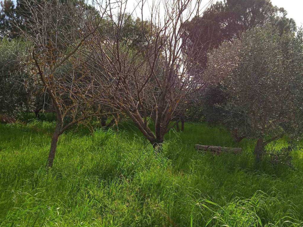 Rustico / casale a Scarlino - Foto 4