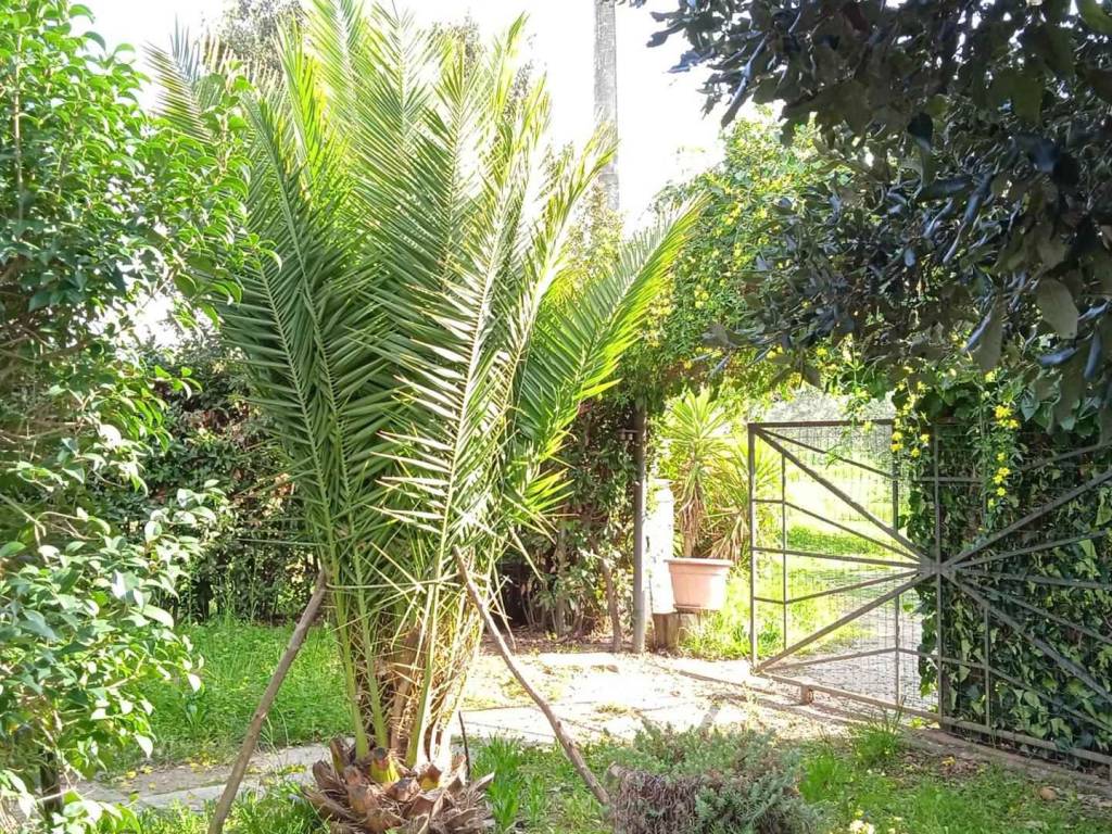 Rustico / casale a Scarlino - Foto 5