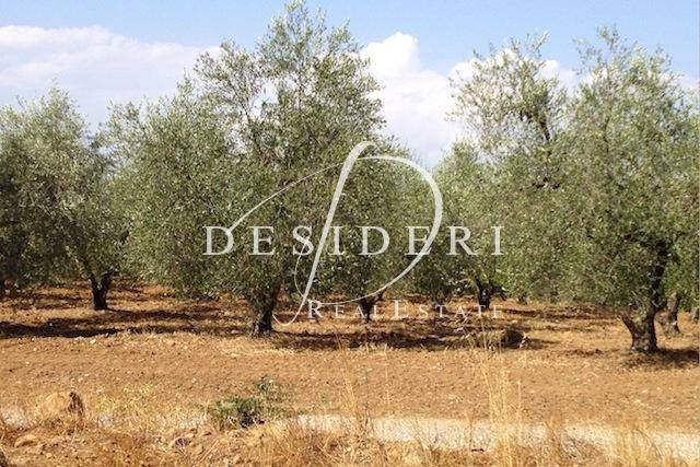 Immobile a Scansano - Foto 4