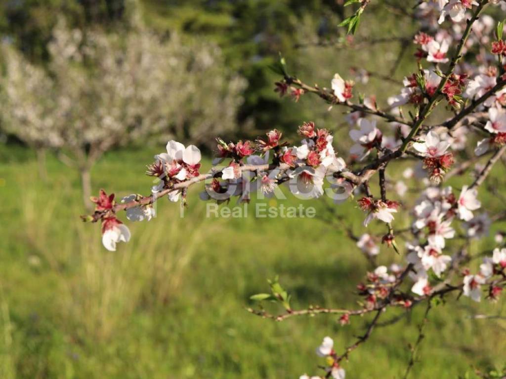 Terreno a Noto in Contrada Casale, 1 - Foto 4