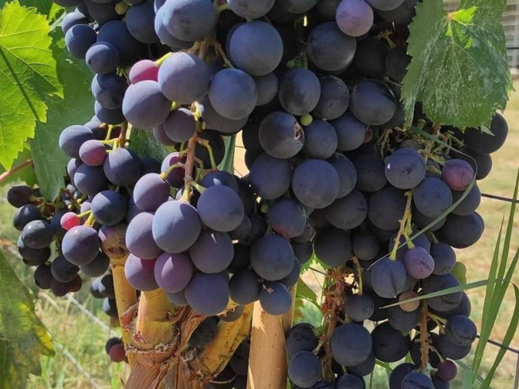 Villa a Briatico in Via Provinciale - Foto 3