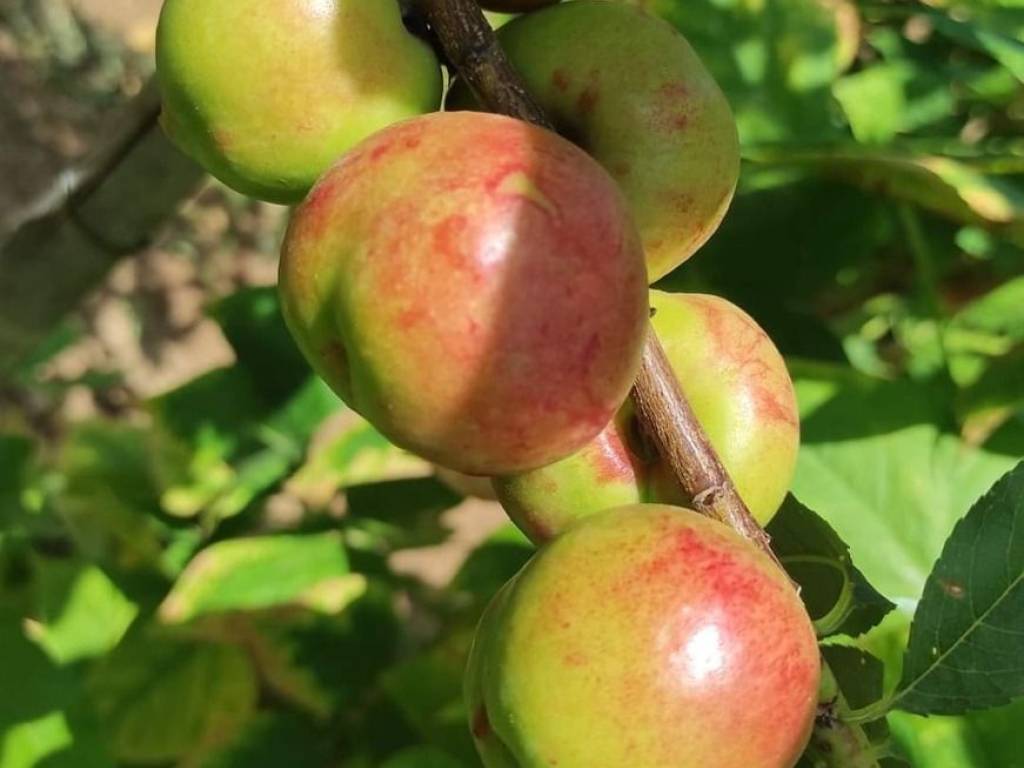 Villa a Briatico in Via Provinciale - Foto 4