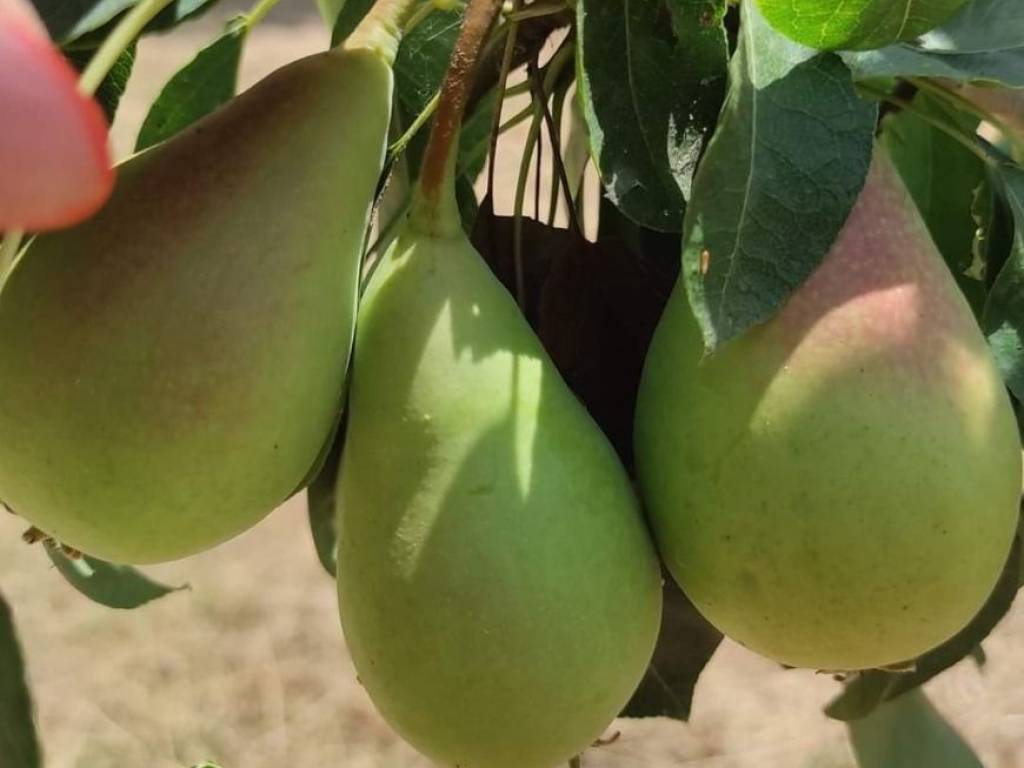 Villa a Briatico in Via Provinciale - Foto 5