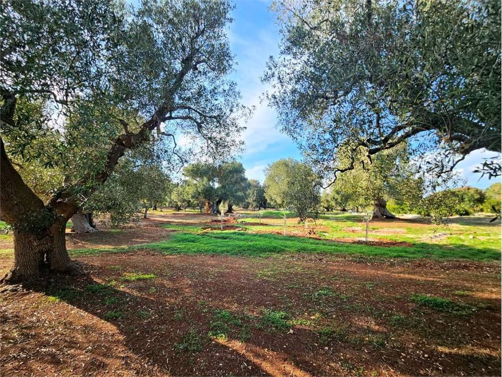 Terreno a Carovigno - Foto 3