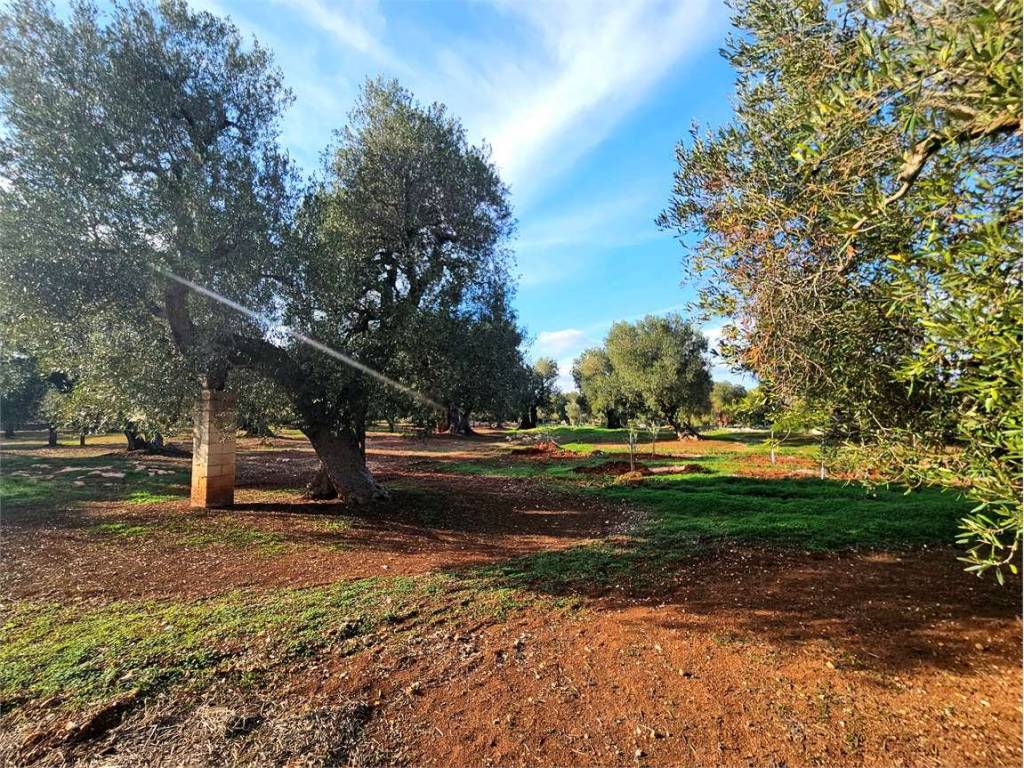 Terreno a Carovigno - Foto 4