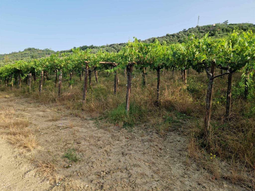Terreno a Orsogna - Foto 2