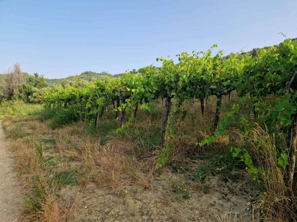 Terreno a Orsogna - Foto 4