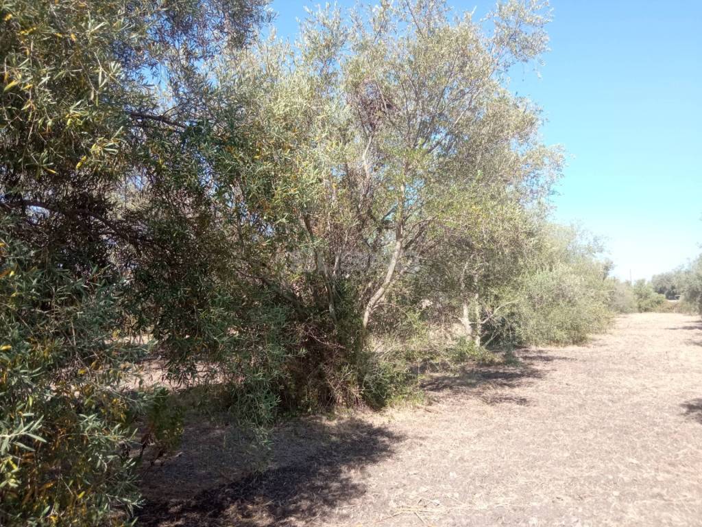 Terreno a Siracusa in VIA SAN GIOVANNI BOSCO - Foto 5