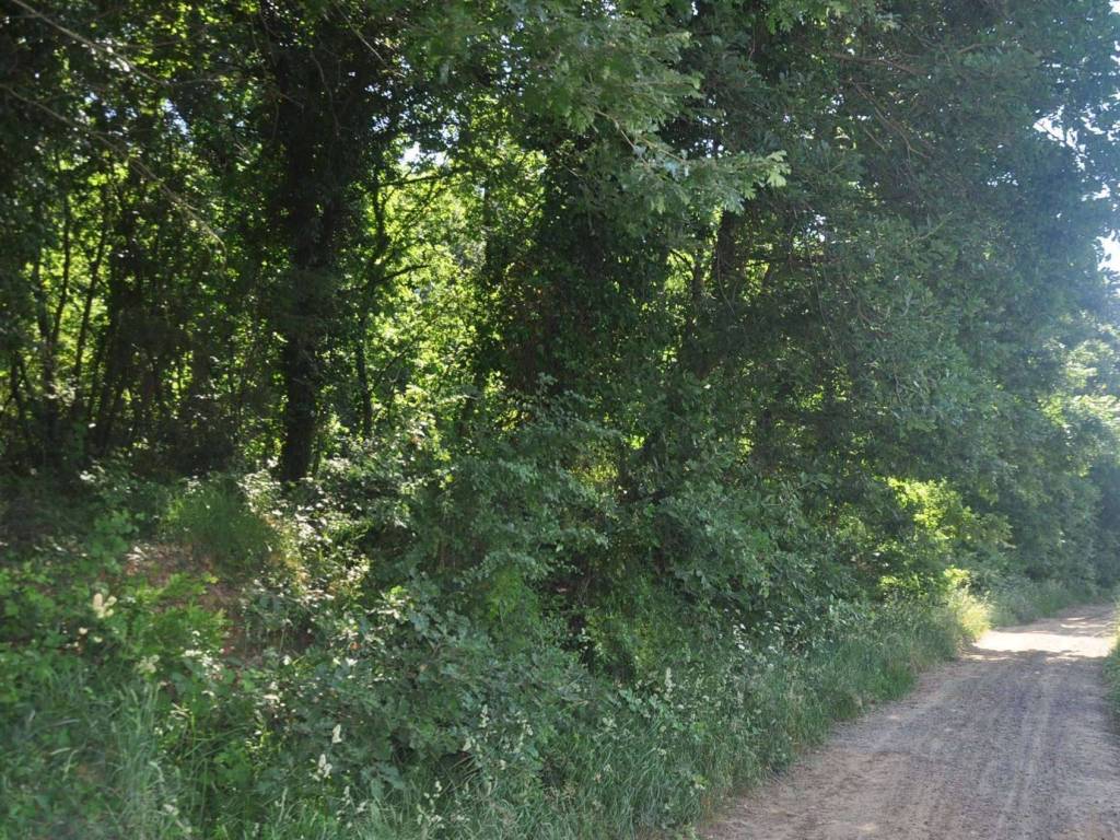 Terreno a Rosignano marittimo in Stradone del Pipistrello - Foto 2