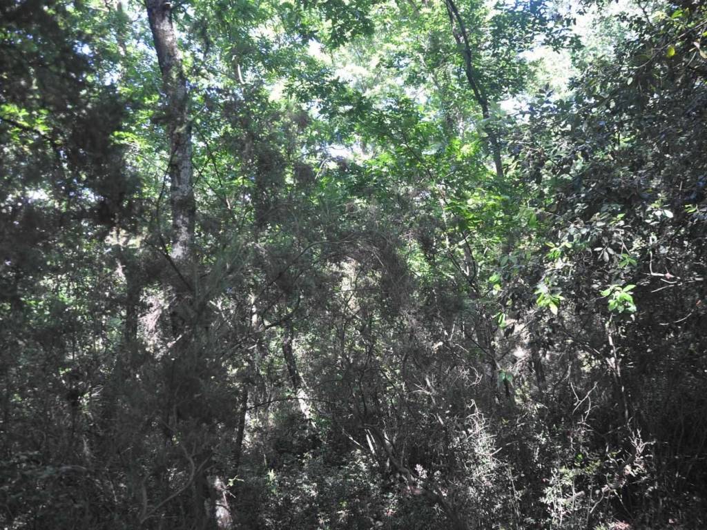 Terreno a Rosignano marittimo in Stradone del Pipistrello - Foto 3