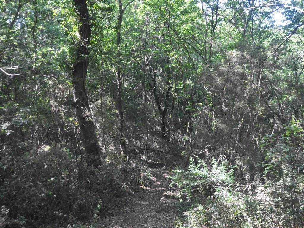 Terreno a Rosignano marittimo in Stradone del Pipistrello - Foto 4