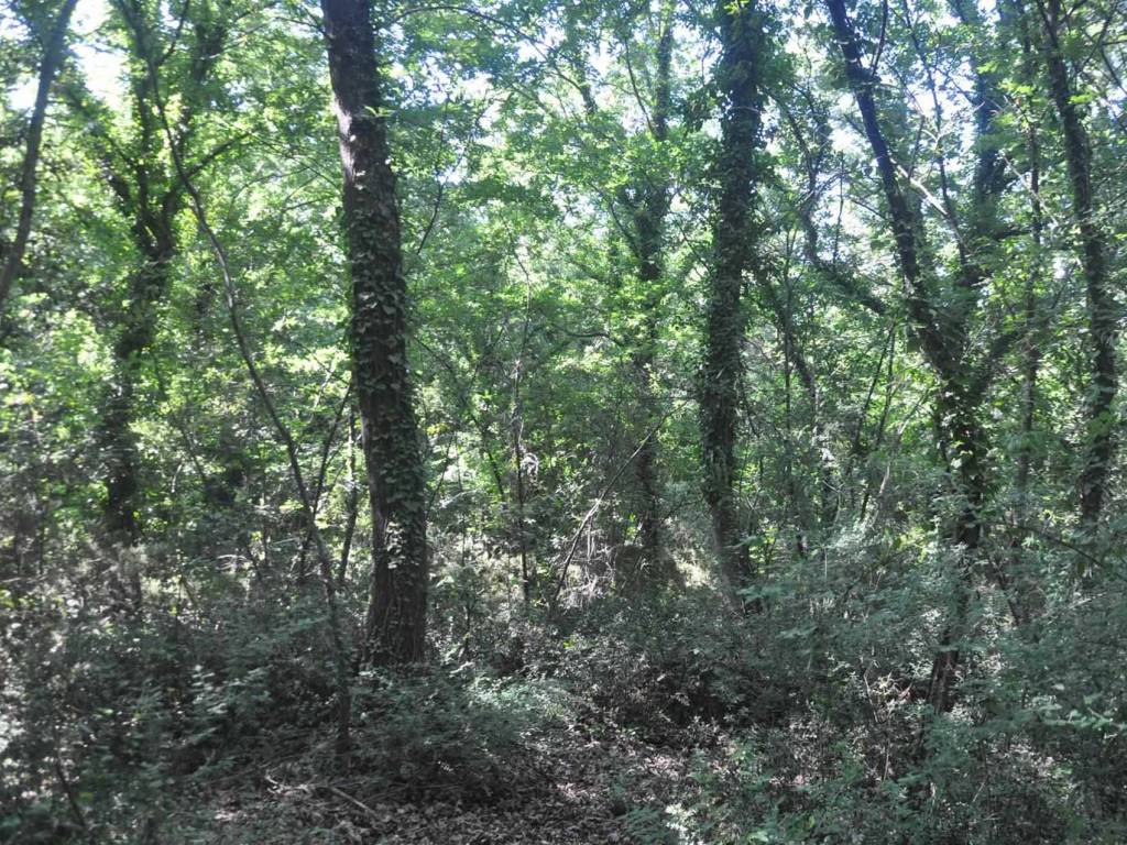 Terreno a Rosignano marittimo in Stradone del Pipistrello - Foto 5
