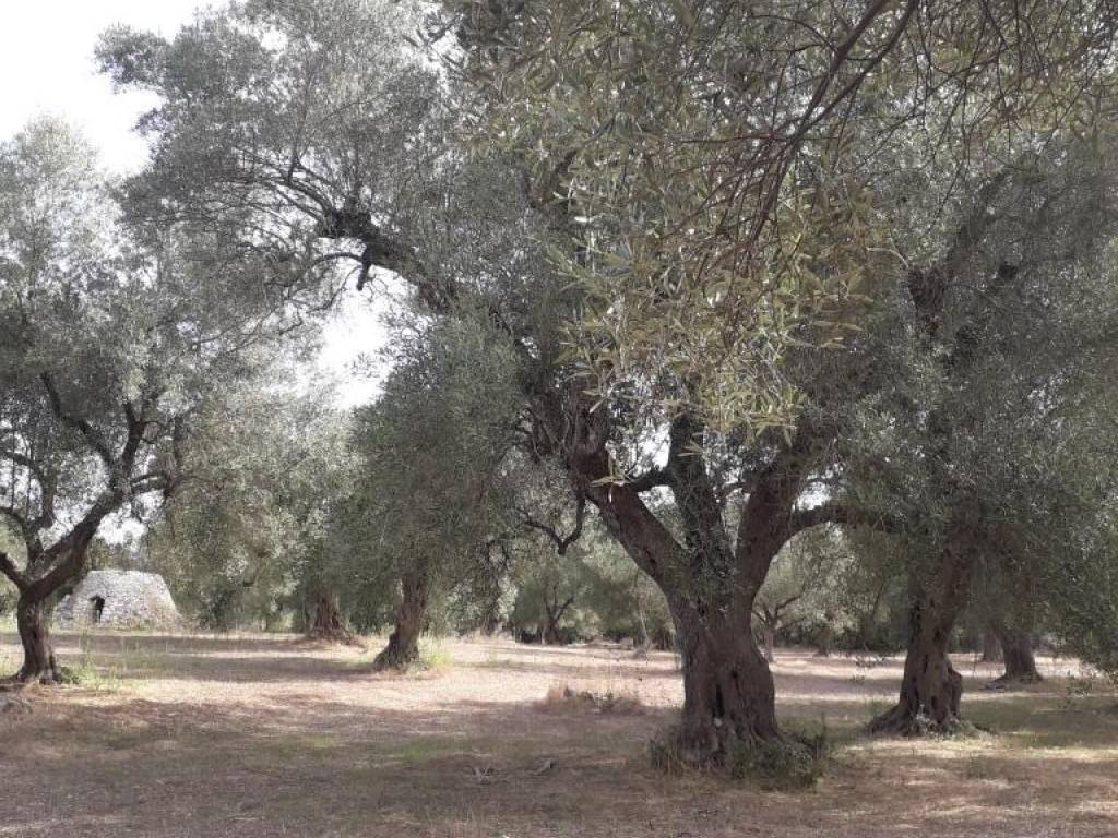 Terreno a Melendugno in Strada Vicinale Sant'Andrea - Foto 3