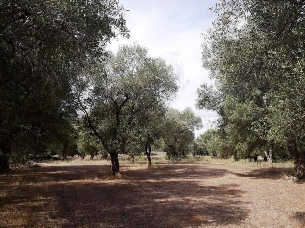 Terreno a Melendugno in Strada Vicinale Sant'Andrea - Foto 4