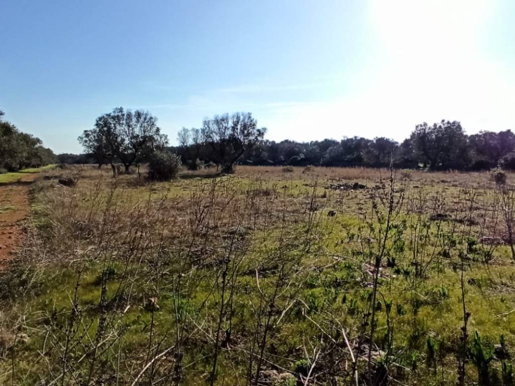 Terreno a Francavilla fontana in Contrada Lobarco - Foto 4